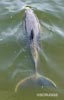 porpoise